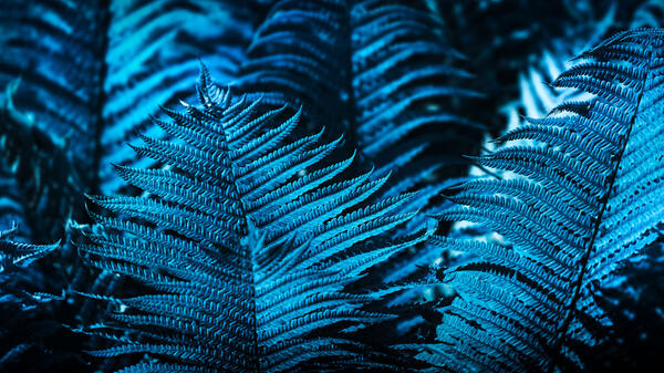 Blue Patterns in Nature leafs